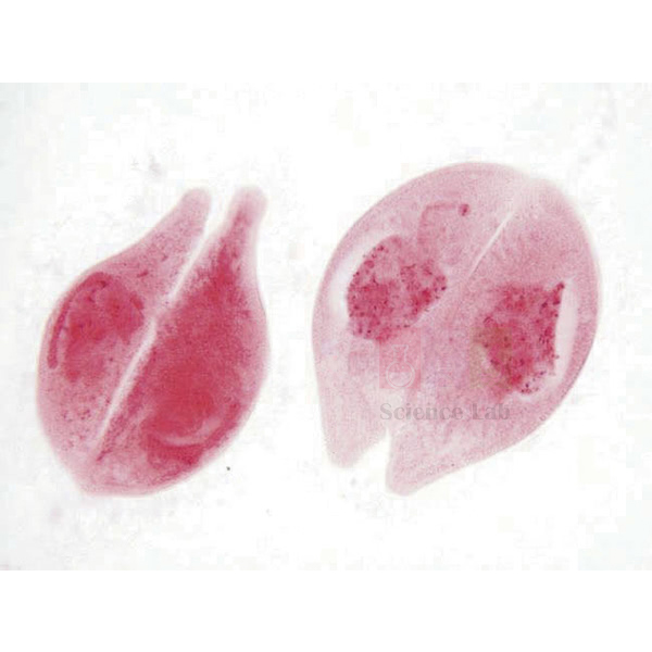 Protozoa and Algae Set of 20